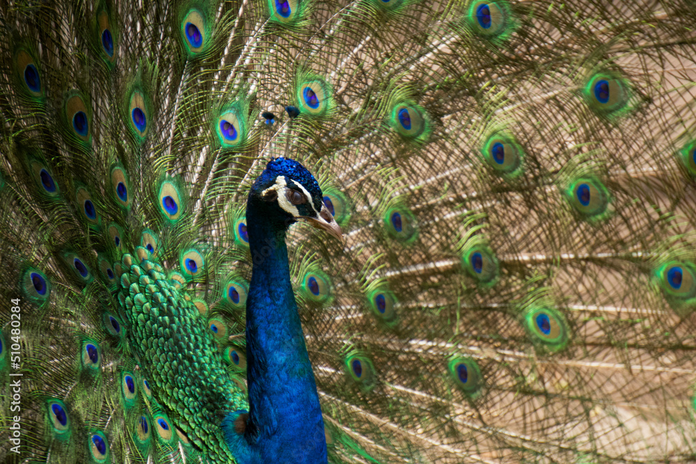 Obraz premium A male peacock displays his colorful plumage