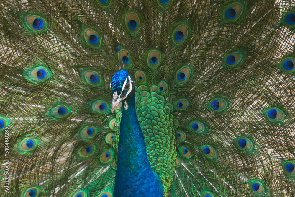 Fototapeta premium A male peacock displays his colorful plumage