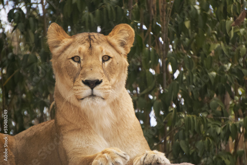 Lioness lying down looking at the camera