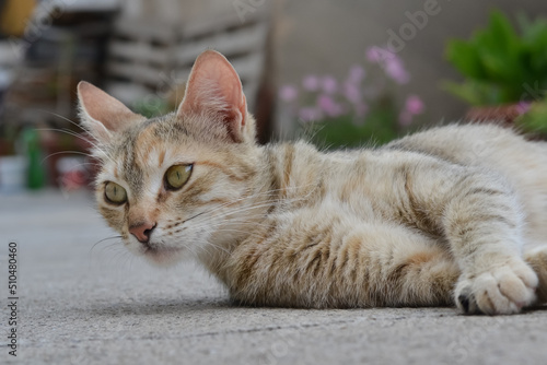 Calico three colored cat lying and rolling around on a cement floor