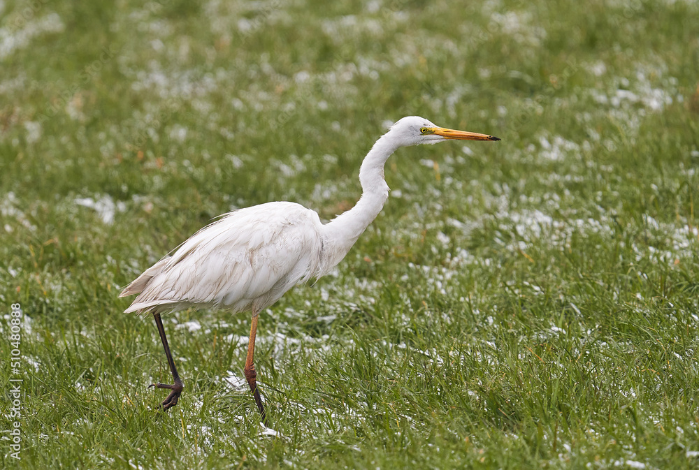 Fototapeta premium Der Silberreiher (Ardea alba, Syn.: Casmerodius albus, Egretta alba)