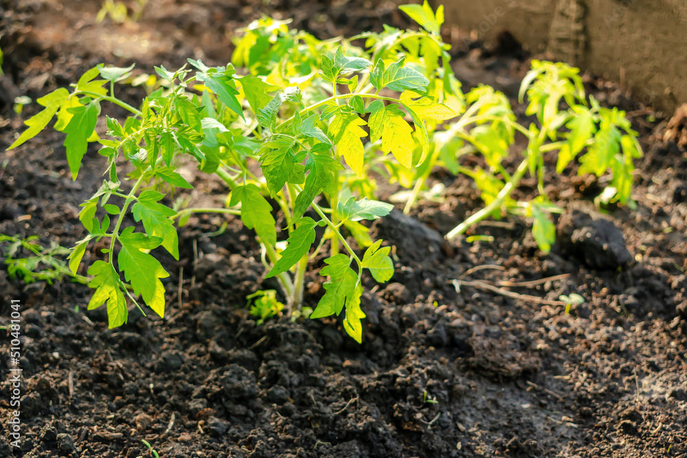Planting tomatoes pepper seedling in ground, soil in organic garden, greenhouse. farming, cultivation, agriculture at sunset in spring summer,eco friendly,ecology concept.selective focus Planting tomatoes pepper seedling in ground, soil in organic garden, greenhouse. farming, cultivation, agriculture at sunset in spring summer,eco friendly,ecology concept.selective focus
