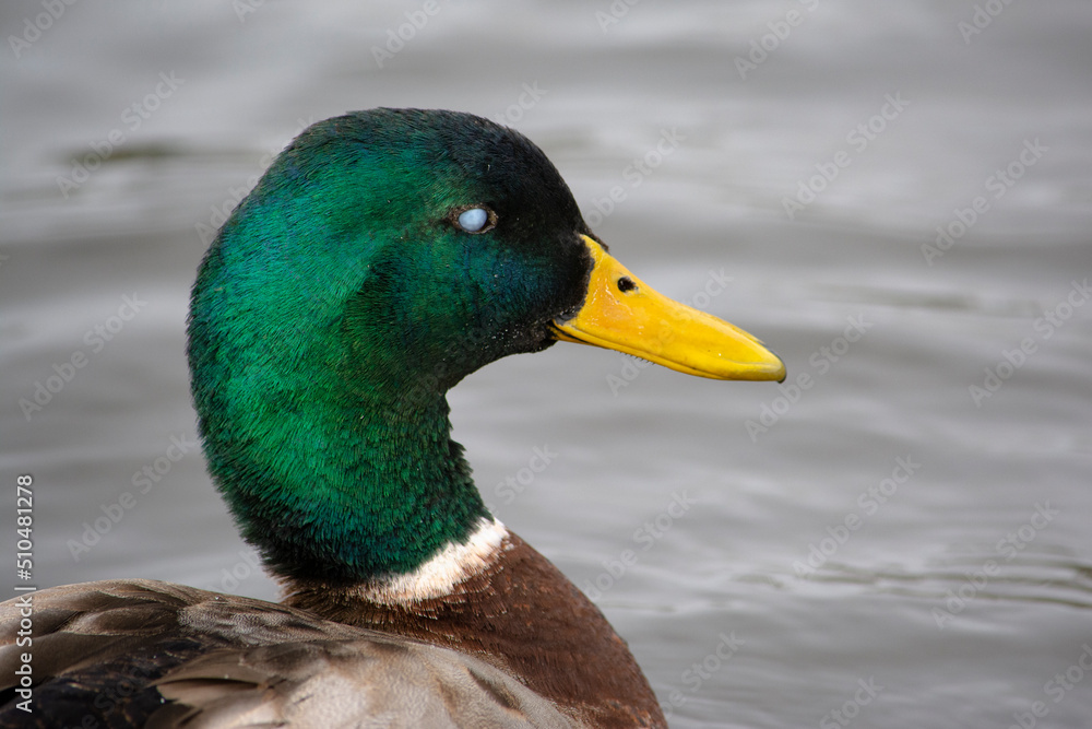 Obraz premium duck on the water