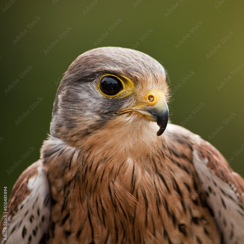 close up of a falcon close up of a falcon