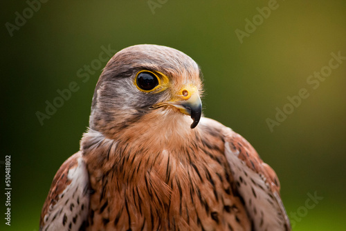 close up of a falcon