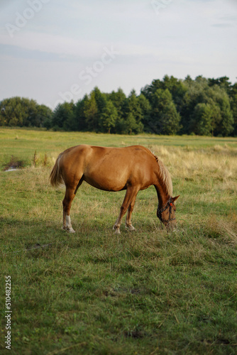 The horse is grazing in a green field. The pet eats grass in the pasture. Beautiful rural landscape. © subjob
