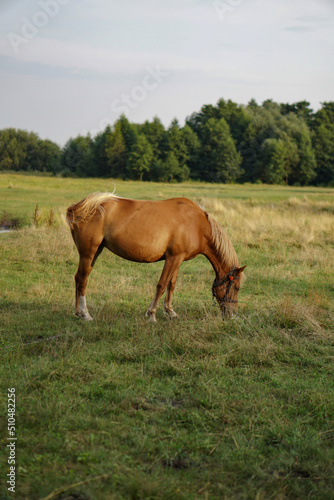 The horse is grazing in a green field. The pet eats grass in the pasture. Beautiful rural landscape.