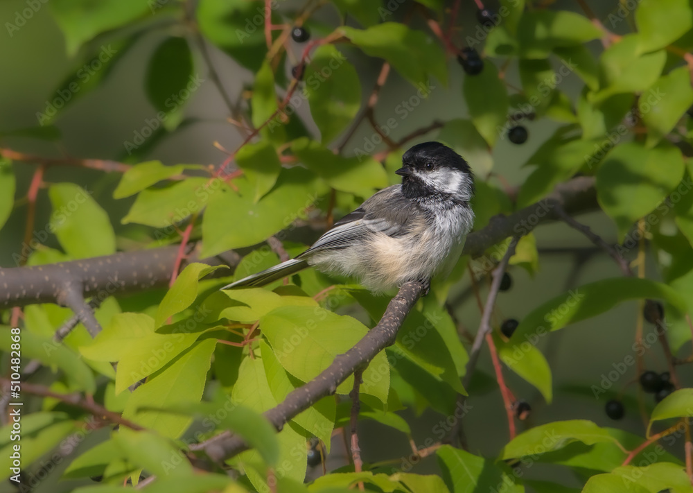 Fototapeta premium A Black-capped Chickadee in Alaska