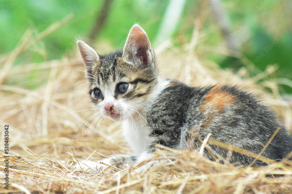 Kitten resting on dry grass Kitten resting on dry grass