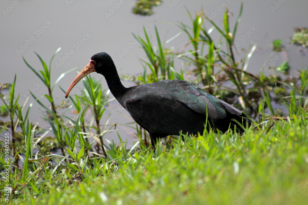 Foto de pássaro preto na beira do lago, observando tapicuru na natureza ...
