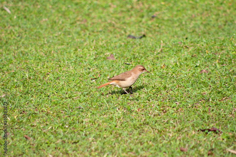 little bird in the green grass, step on the ground, winged animal on the ground little bird in the green grass, step on the ground, winged animal on the ground