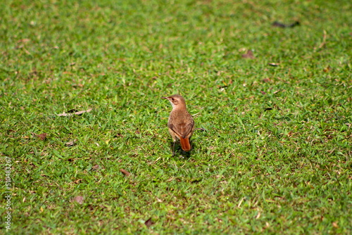 little bird in the green grass, step on the ground, winged animal on the ground photo