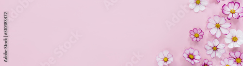 Banner Floral composition. Pink flowers cosmos on pink background. Spring  summer concept. Flat lay  top view  copy space.