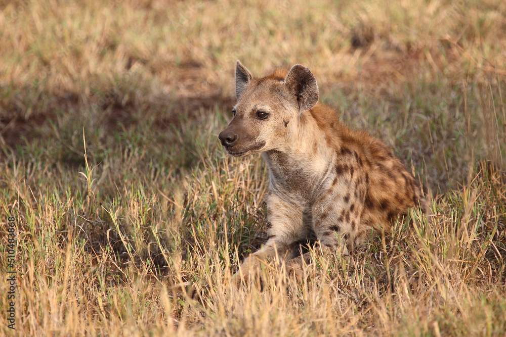 Tüpfelhyäne / Spotted hyaena / Crocuta crocuta... Tüpfelhyäne / Spotted hyaena / Crocuta crocuta...