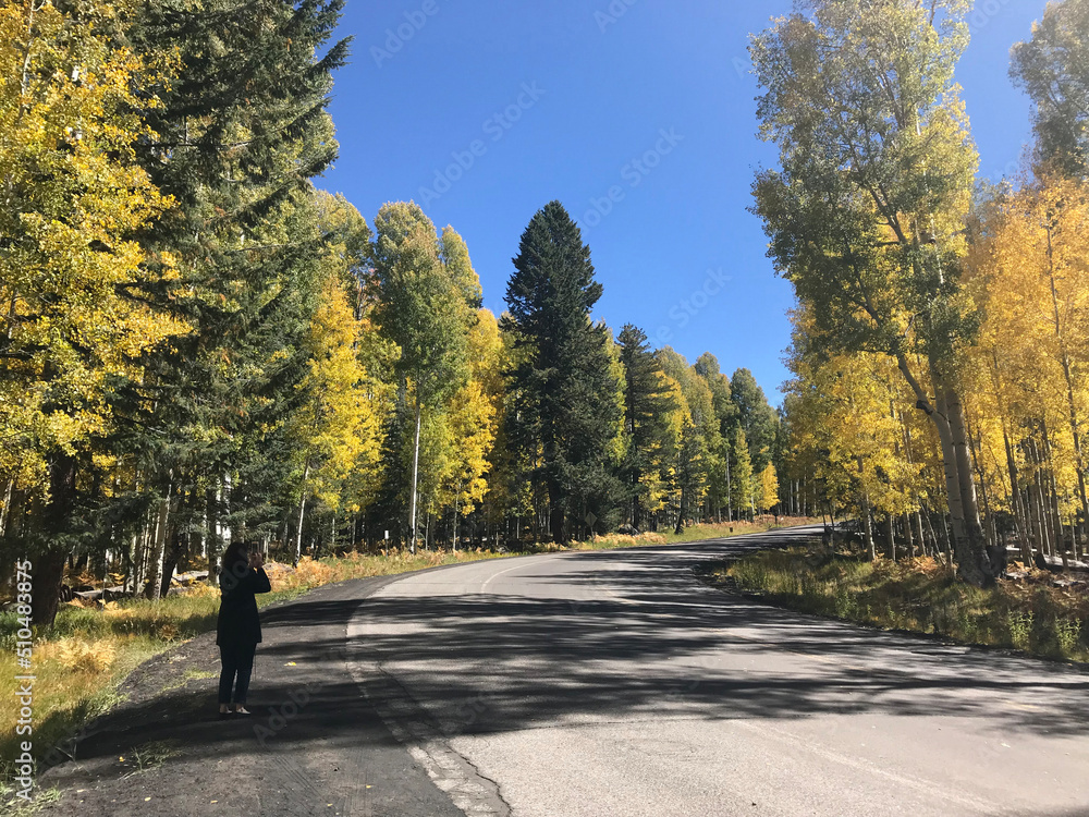 person photographing Aspen trees Fall color Flagstaff Az