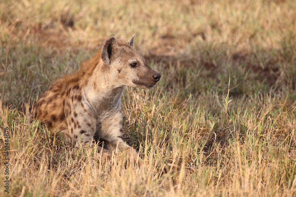 Tüpfelhyäne / Spotted hyaena / Crocuta crocuta... Tüpfelhyäne / Spotted hyaena / Crocuta crocuta...