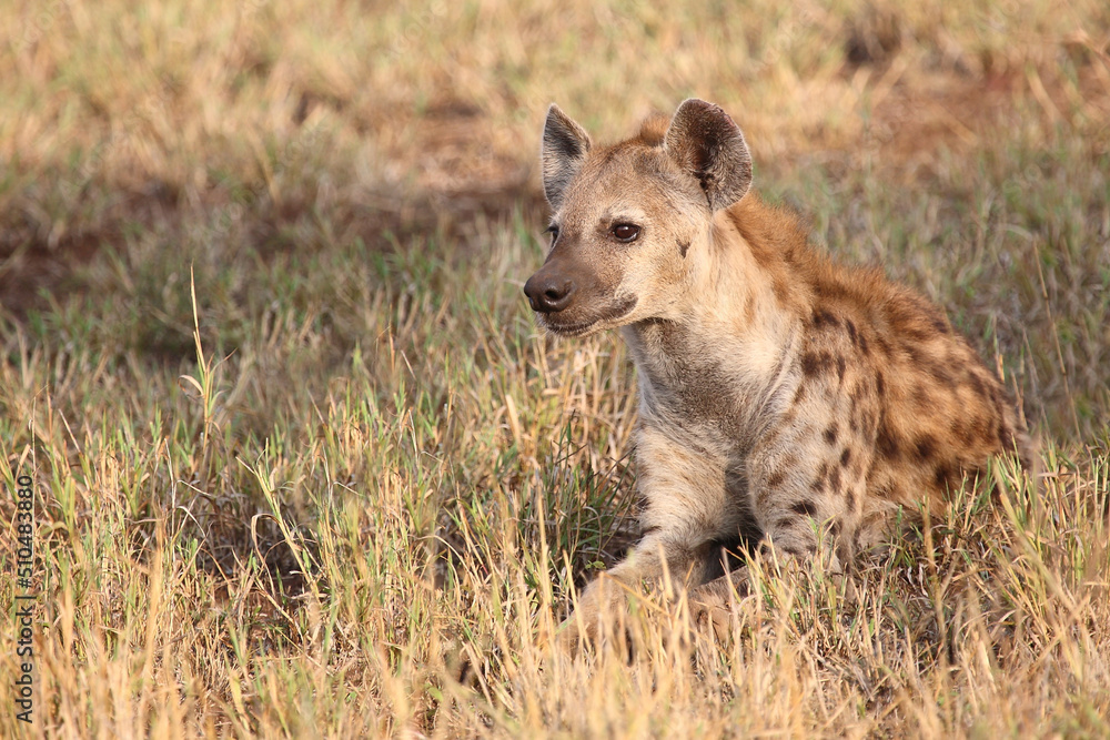 Tüpfelhyäne / Spotted hyaena / Crocuta crocuta... Tüpfelhyäne / Spotted hyaena / Crocuta crocuta...