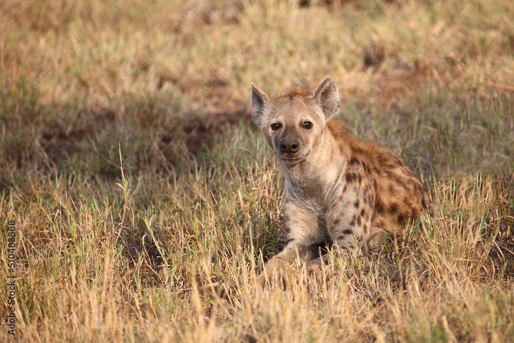 Tüpfelhyäne / Spotted hyaena / Crocuta crocuta... Tüpfelhyäne / Spotted hyaena / Crocuta crocuta...