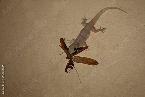Afrikanischer Hausgecko / Tropical house gecko or Afro-American house gecko / Hemidactylus mabouia mabouia..