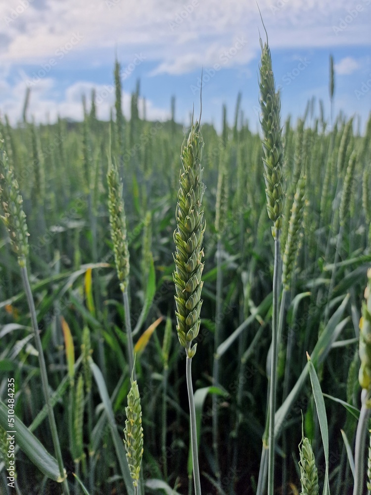 field of wheat in summer