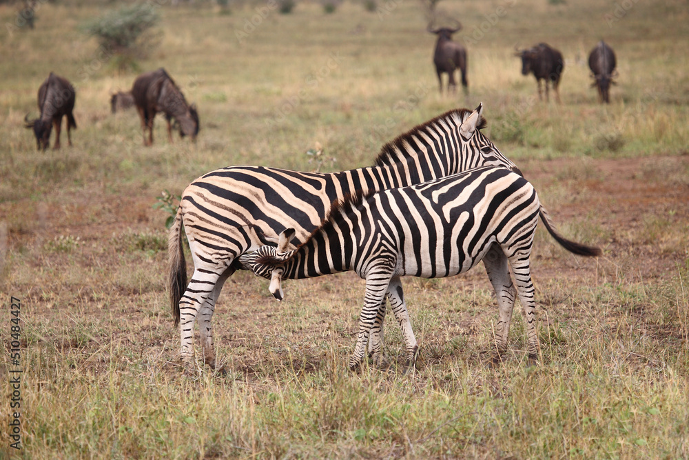Fototapeta premium Steppenzebra / Burchell's zebra / Equus burchellii.