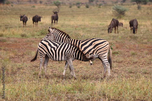 Steppenzebra   Burchell s zebra   Equus burchellii.