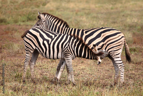 Steppenzebra   Burchell s zebra   Equus burchellii.