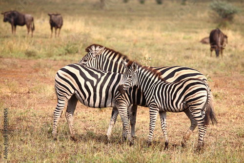 Steppenzebra   Burchell s zebra   Equus burchellii.