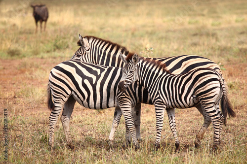 Steppenzebra   Burchell s zebra   Equus burchellii.