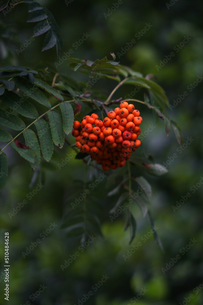 Red juicy viburnum berries on a branch close-up. Stock photo background Red juicy viburnum berries on a branch close-up. Stock photo background
