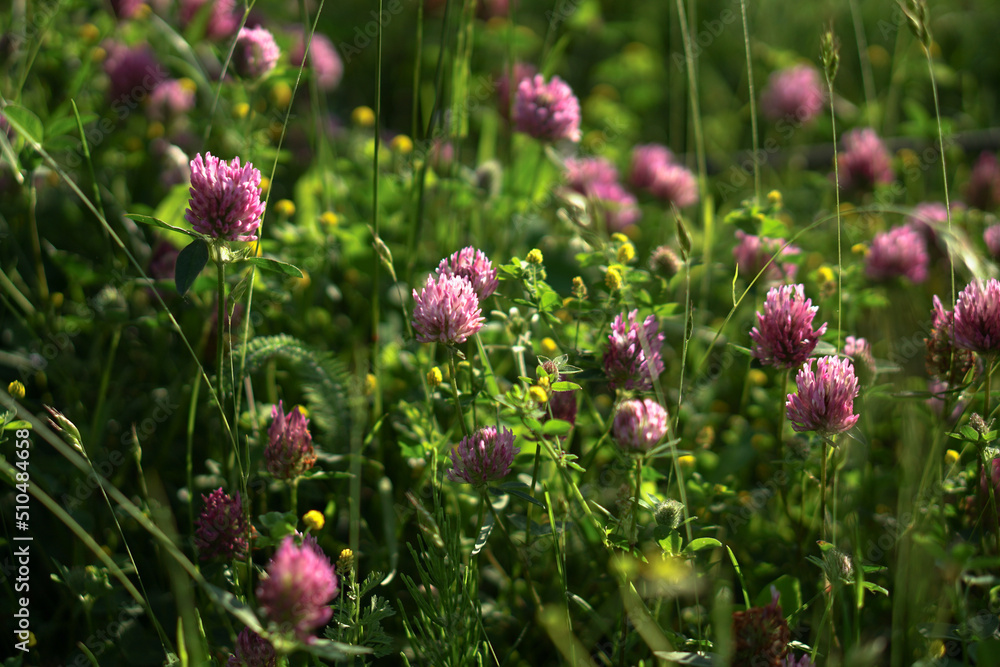 Blooming clover in the summer on the field. Background from purple wild flowers. Medicinal herbs on the lawn Blooming clover in the summer on the field. Background from purple wild flowers. Medicinal herbs on the lawn