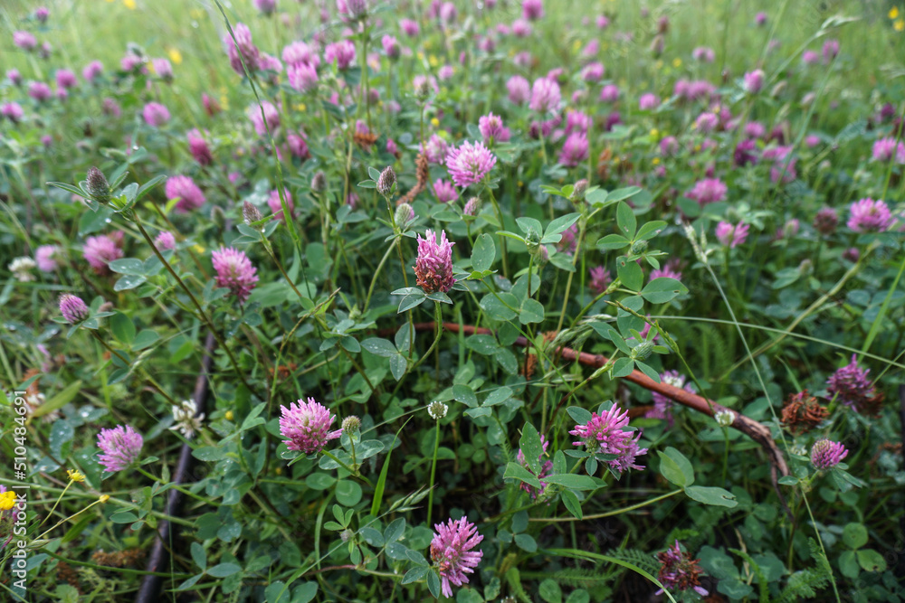 Blooming clover in the summer on the field. Background from purple wild flowers. Medicinal herbs on the lawn