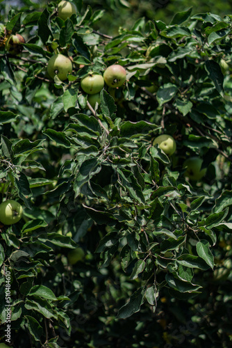Green small apples on a branch close-up. Unripe fruit in the garden. Photo background