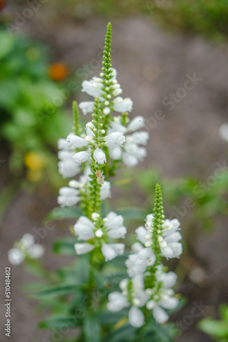 Close-up of white flowers growing in a field. Photo background