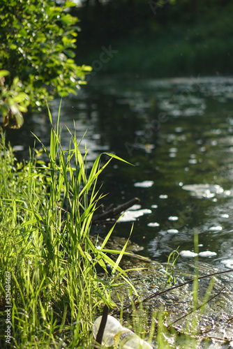 Green grass close-up in the sun. Greenery on the background of the river