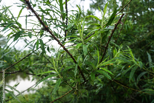 Green branch close-up. Beautiful nature in summer