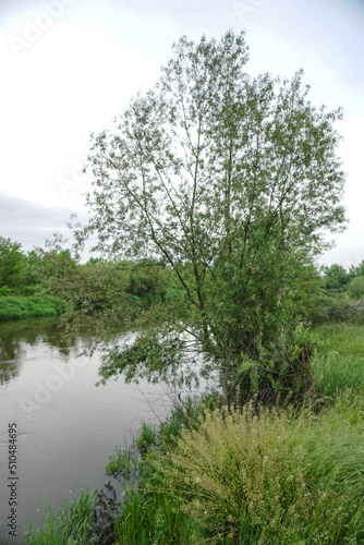 Evening landscape with the last rays of the sun. Morning by the river in summer. Beautiful nature, photo for design