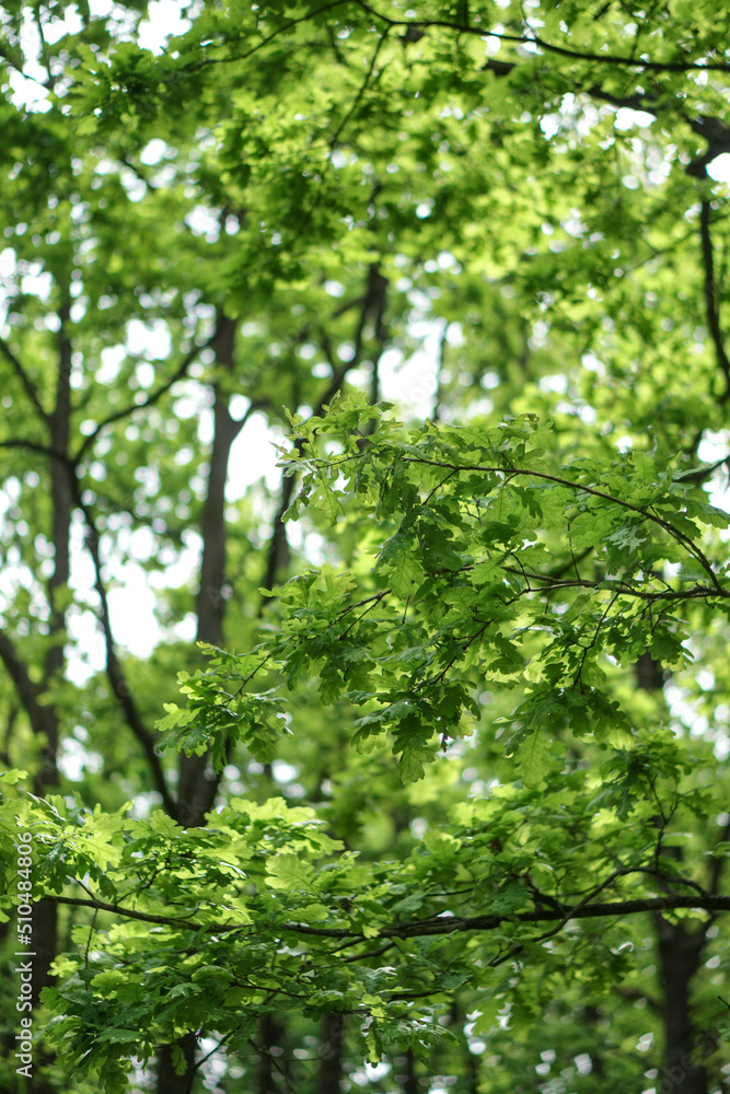 Obraz premium Background from green oak leaves. Trees in the forest