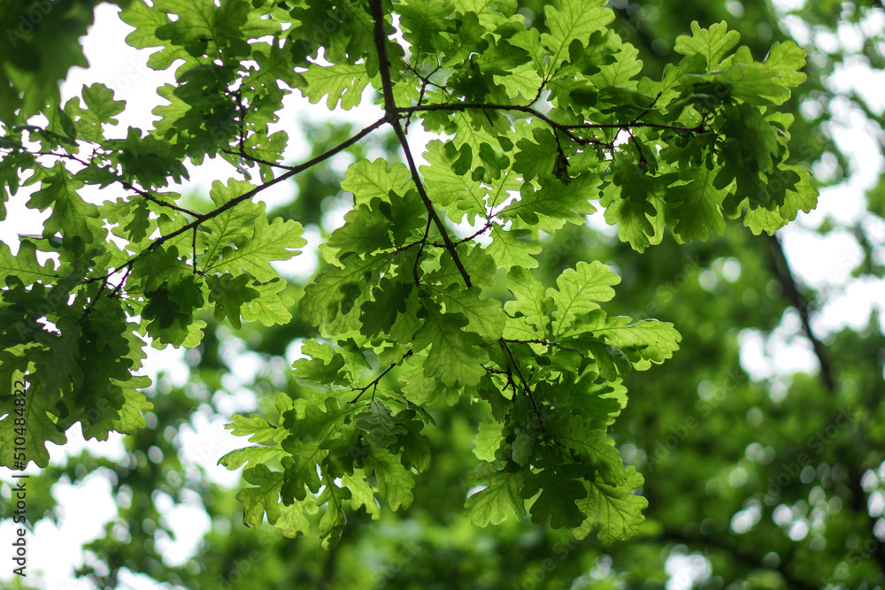 Background from green oak leaves. Trees in the forest Background from green oak leaves. Trees in the forest