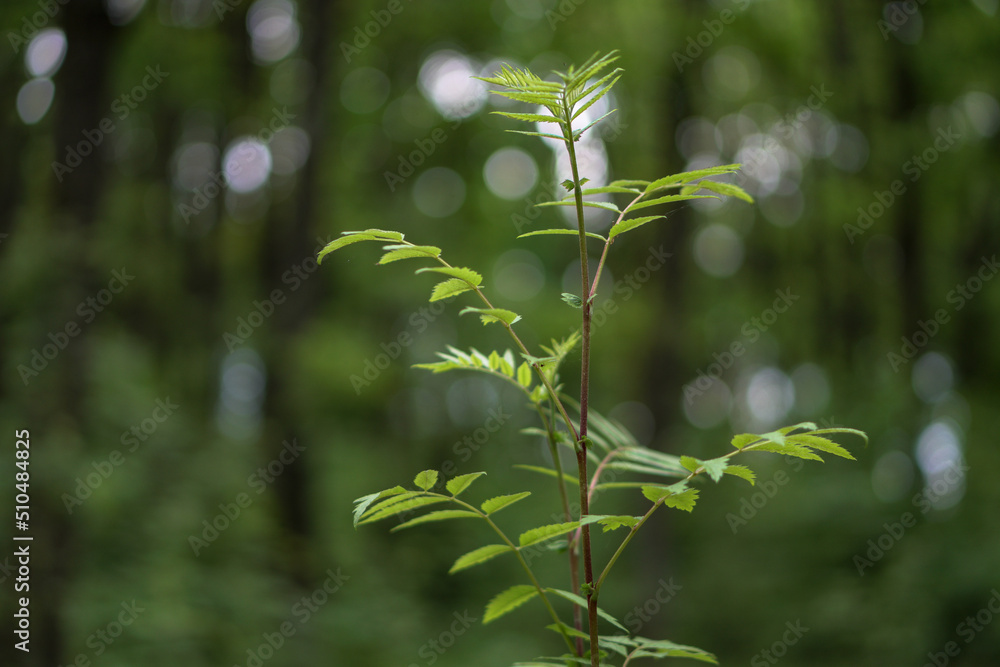Fern in the forest. Green branch close-up. Fern in the forest. Green branch close-up.