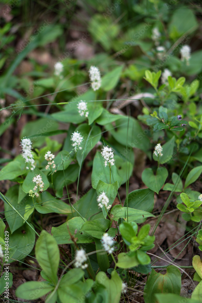 Greenery and flowers in the summer forest. Greenery and flowers in the summer forest.