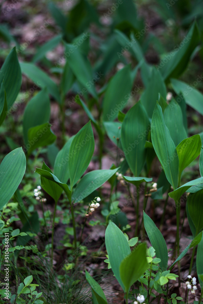 Fototapeta premium Blooming lily of the valley in the spring forest.