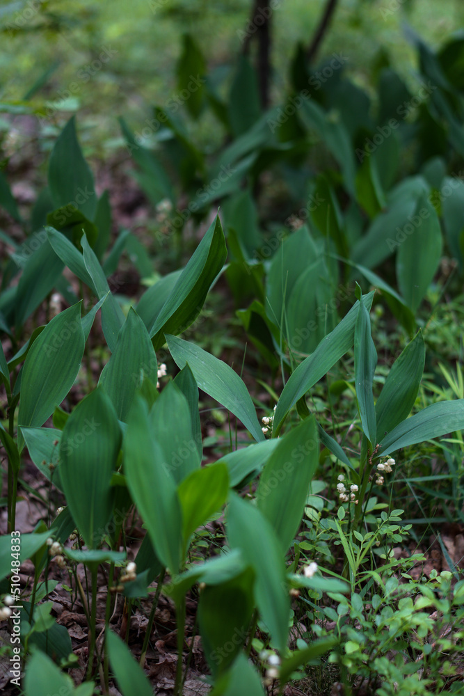 Blooming lily of the valley in the spring forest. Blooming lily of the valley in the spring forest.