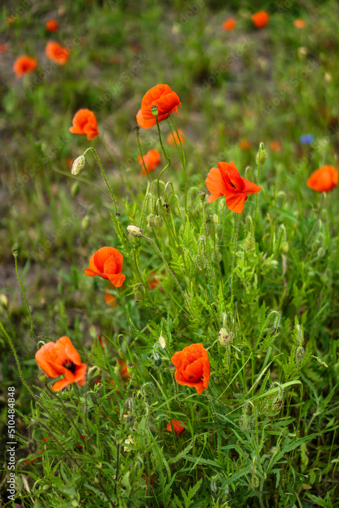 Red poppies bloom in a wild field. Background of beautiful flowers. Red poppies bloom in a wild field. Background of beautiful flowers.