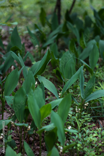 Blooming lily of the valley in the spring forest.