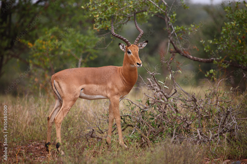 Schwarzfersenantilope / Impala / Aepyceros melampus Schwarzfersenantilope / Impala / Aepyceros melampus
