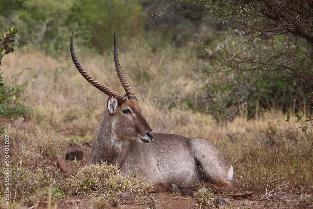 Obraz premium Wasserbock / Waterbuck / Kobus ellipsiprymnus