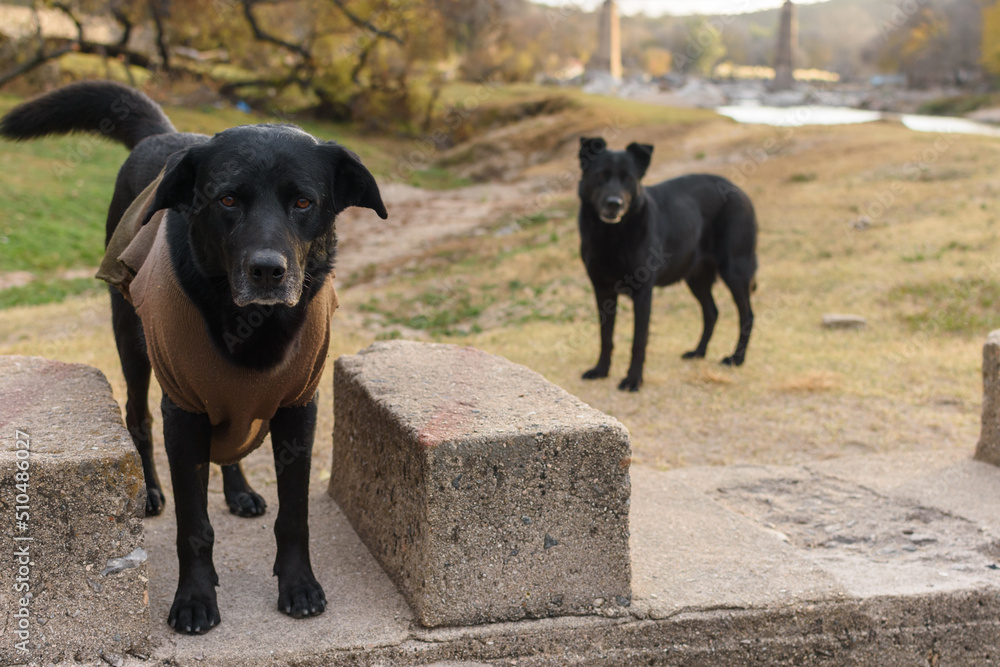 Pareja de perros abandonados en el bosque cerca del río. Pareja de perros abandonados en el bosque cerca del río.