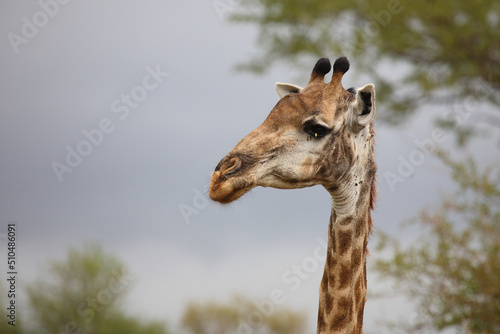 Photography Giraffe / Giraffe / Giraffa camelopardalis