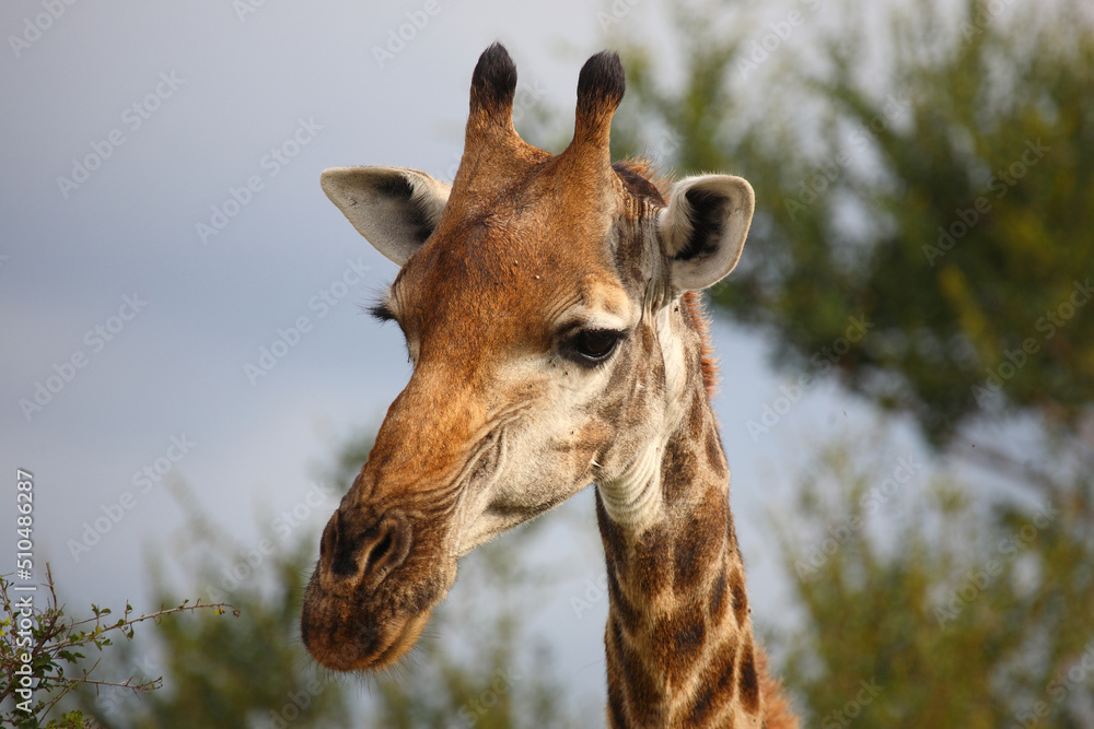 Obraz premium Giraffe / Giraffe / Giraffa camelopardalis